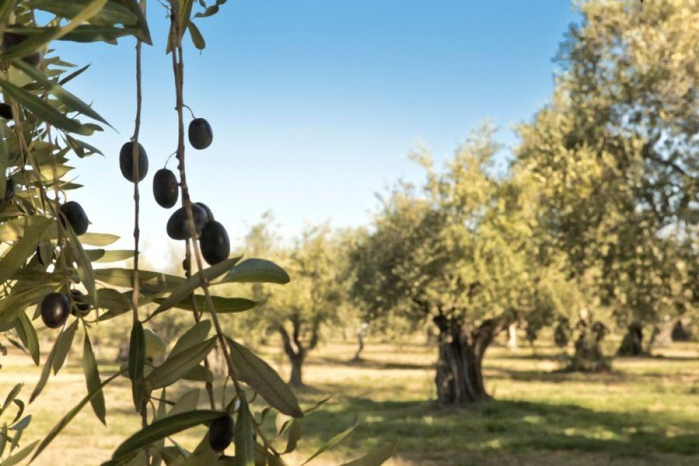 La raccolta delle olive